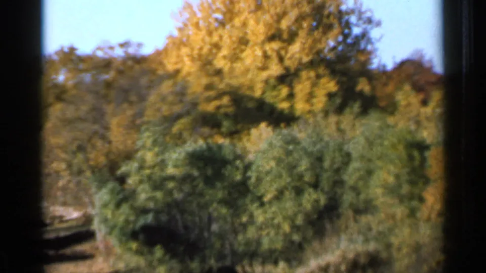 1966 Sauk Centre home-movie frame showing golden autumn trees above green shrubs, with a path or road edge partly visible on the left.
