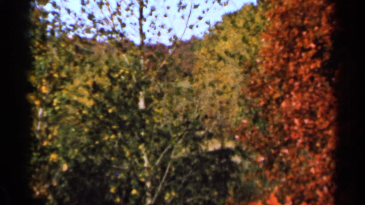 Leafy trees and red autumn foliage seen through dark vertical film borders.