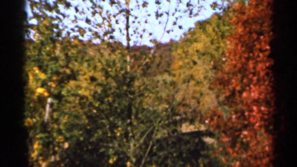 1966 Sauk Centre, Minnesota 8mm frame showing swaying autumn trees, red foliage, wooded background, and soft home-movie focus.