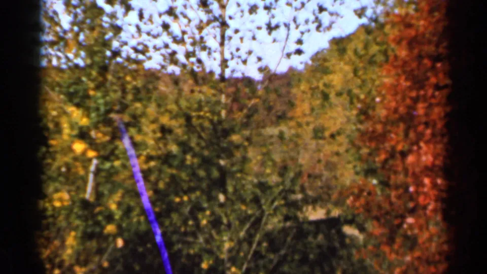 1966 Sauk Centre, Minnesota 8mm frame of wind-stirred trees and red foliage with a visible purple vertical film scratch.