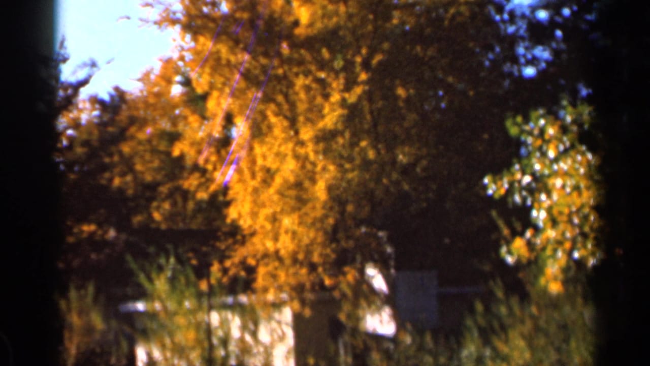 Autumn tree canopy with shrubs and a pale shoreline edge below.