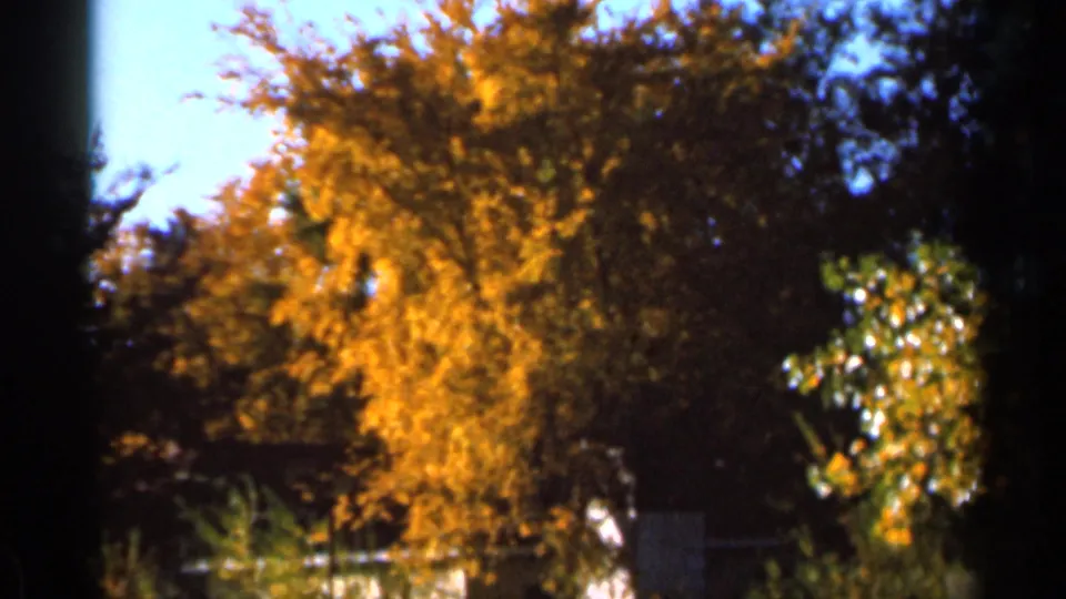 Home-movie view of bright fall foliage in Sauk Centre, with green plants below and a dark tree line behind.
