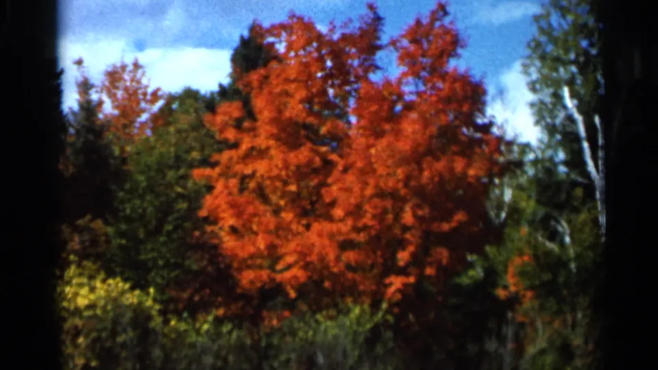 Autumn landscape in the 1966 Wauseon, Ohio home-movie clip, showing red-orange foliage surrounded by green and yellow trees beneath blue sky.
