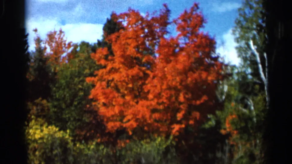 Later frame of the autumn tree scene, with saturated red-orange leaves, green trees, and blue sky in 1960s 8mm home-movie footage.