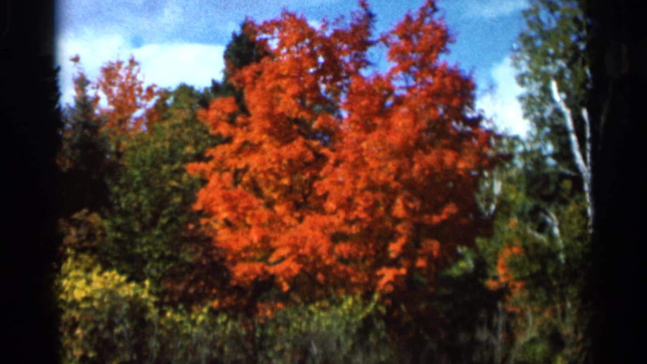 1966 Wauseon, Ohio home-movie frame showing bright red-orange autumn trees among green foliage under blue sky.