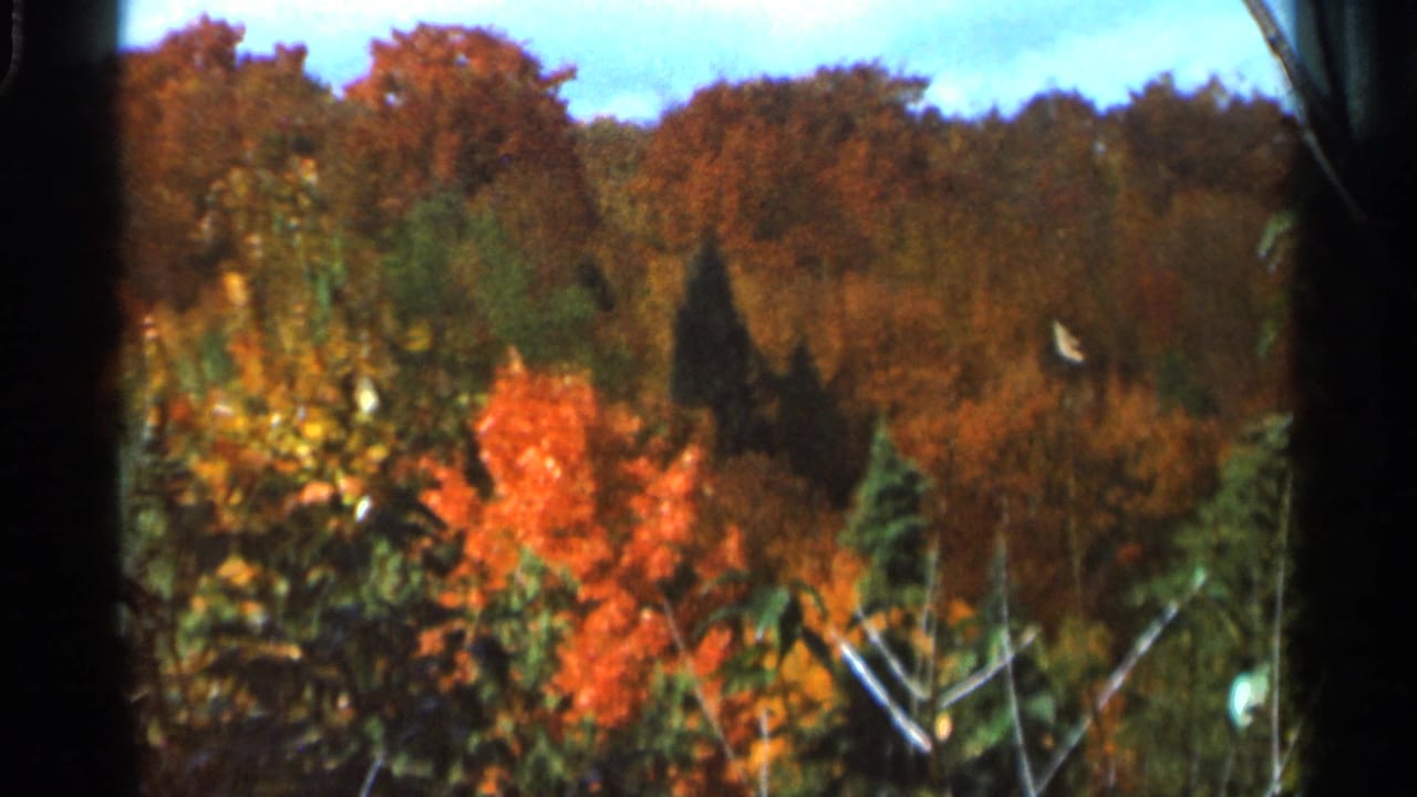 Autumn trees with orange foliage, evergreens, foreground branches, and blue sky.