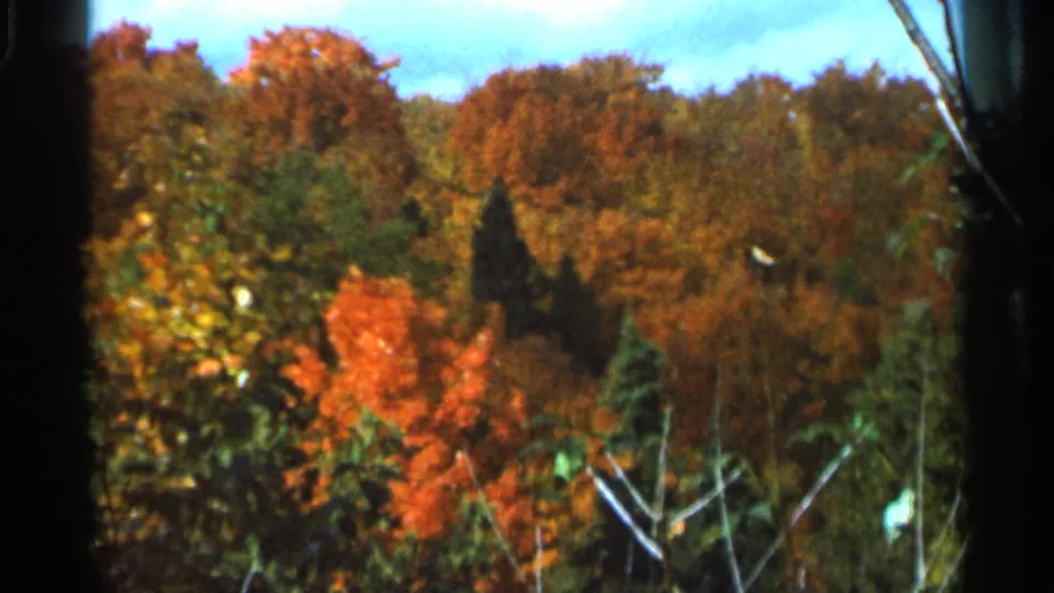 1966 Wauseon, Ohio home-movie frame of layered autumn foliage, dark conifers, and foreground stems in soft 8mm color.