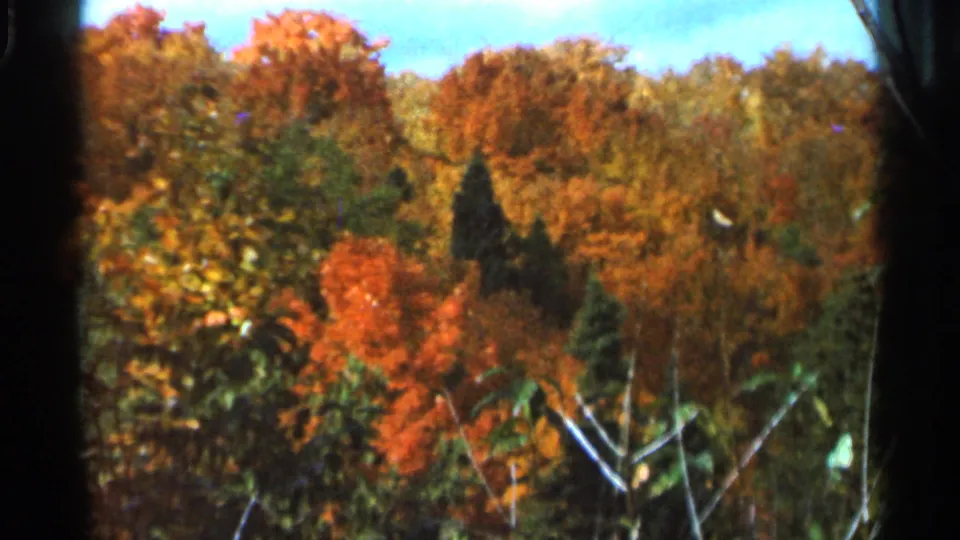 1966 Wauseon, Ohio 8mm view of orange autumn foliage, green shrubs, dark evergreens, and branch silhouettes near the frame edge.