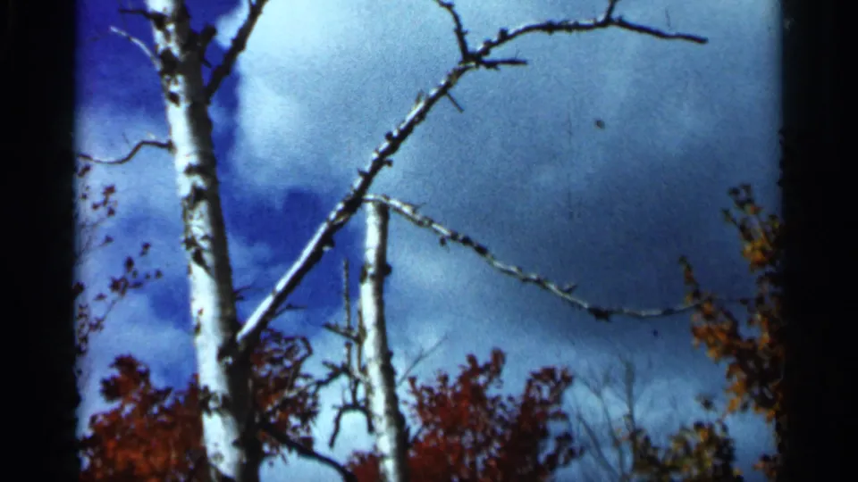 1966 Wauseon, Ohio frame with white birch trunks, bare branches, blue cloudy sky, and red autumn foliage below.