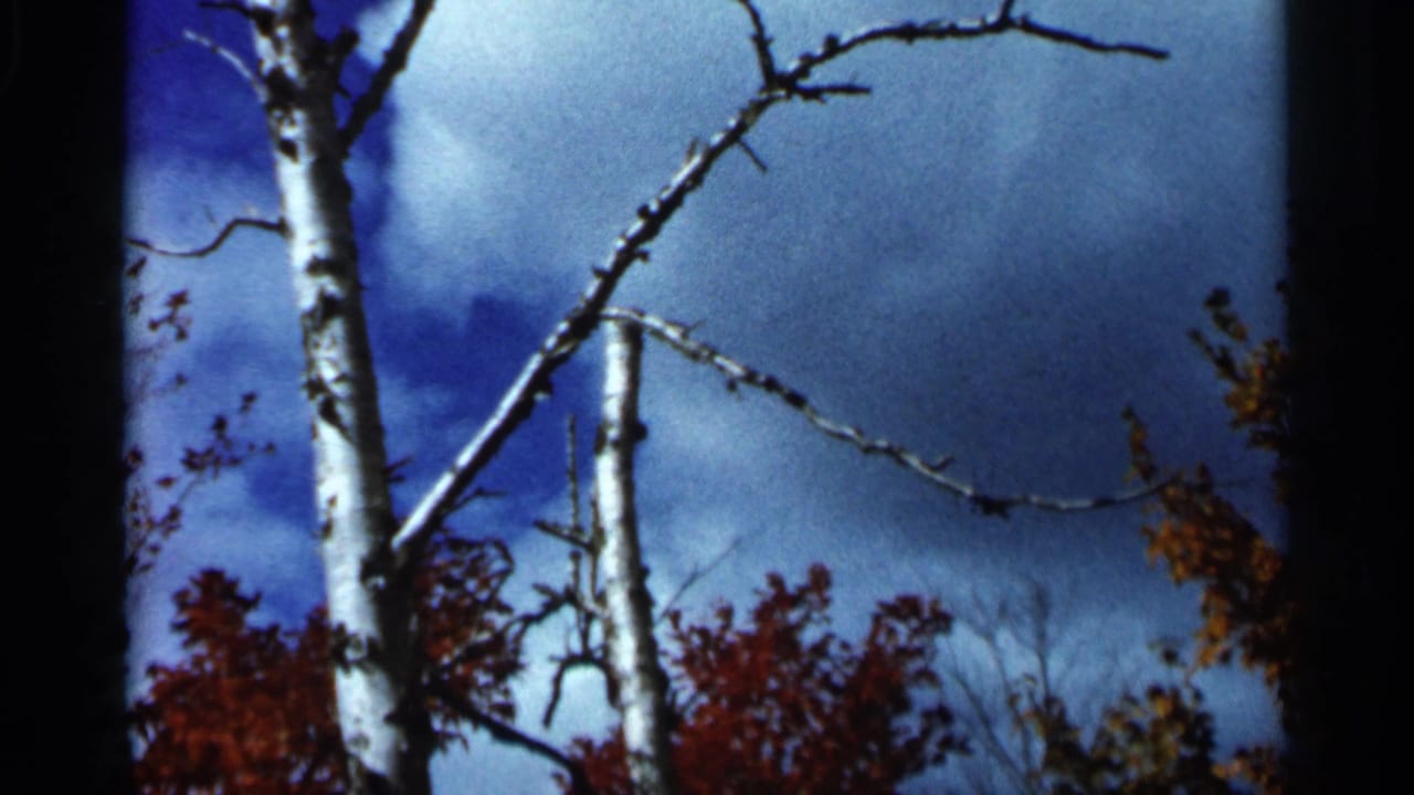 1966 Wauseon, Ohio 8mm frame showing pale birch trunks, bare branches, blue clouded sky, and red autumn foliage below.