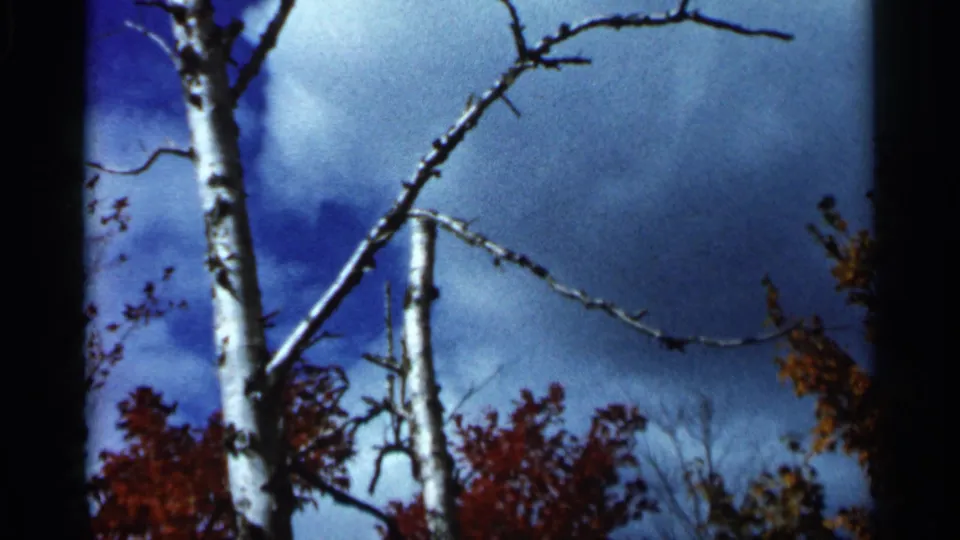 1966 Wauseon, Ohio 8mm frame showing pale birch trunks, bare branches, blue clouded sky, and red autumn foliage below.