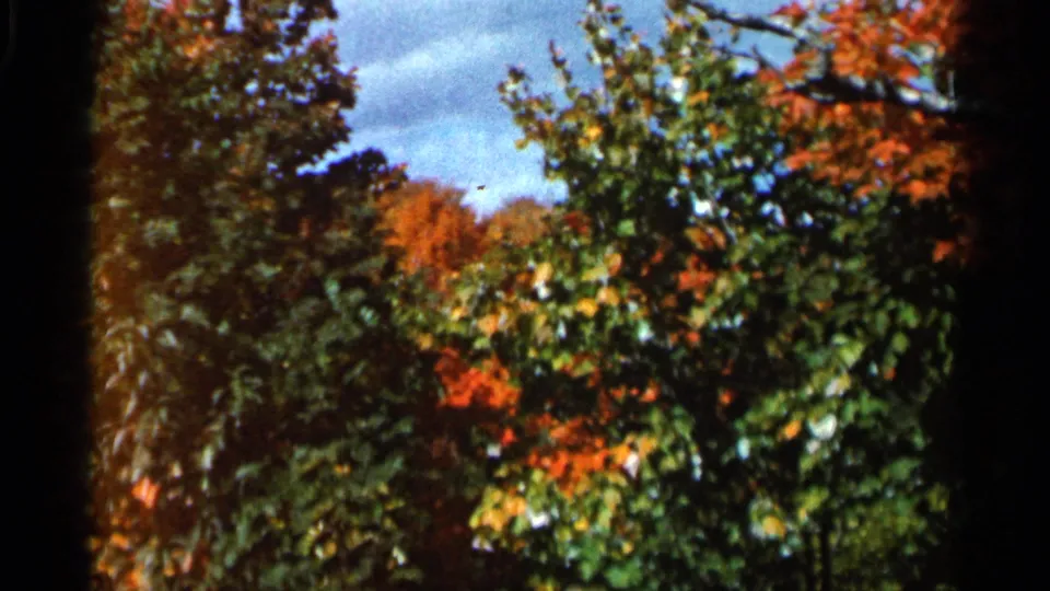 1966 Wauseon, Ohio 8mm frame showing a colorful canopy of green, yellow, and red fall leaves under a bright blue sky.