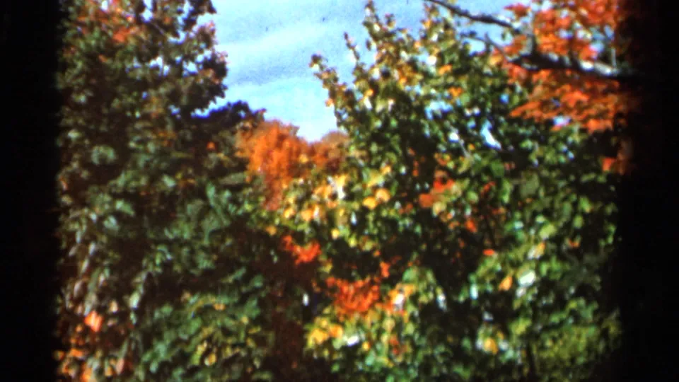 1966 Wauseon, Ohio 8mm frame of green, yellow, and orange-red trees with a bright blue sky visible through the canopy.