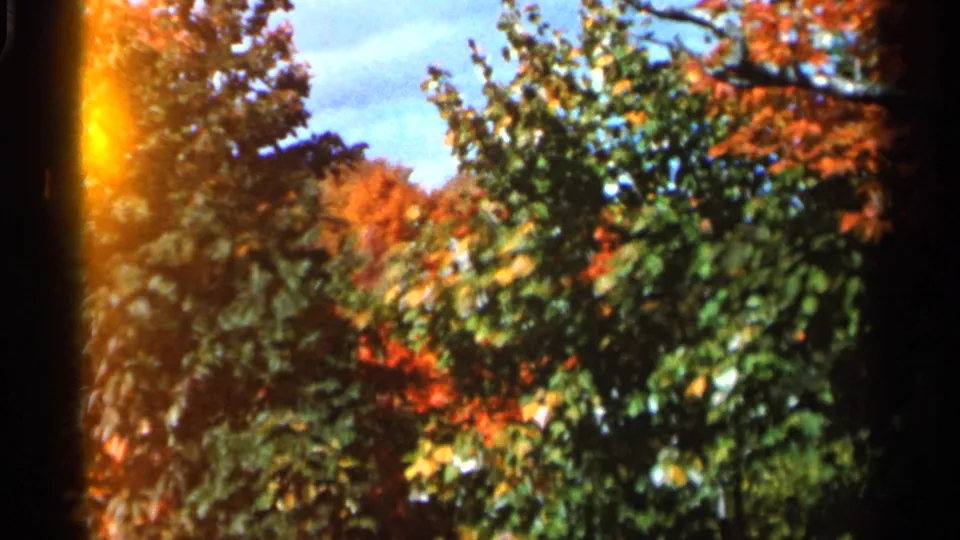 1966 Wauseon, Ohio 8mm frame of dense autumn foliage crossed by a warm vertical light flare near the film edge.