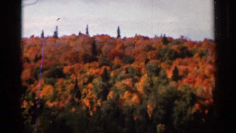 A soft 8mm landscape view of autumn treetops and distant dark evergreens in Wauseon, Ohio, based on clip metadata.