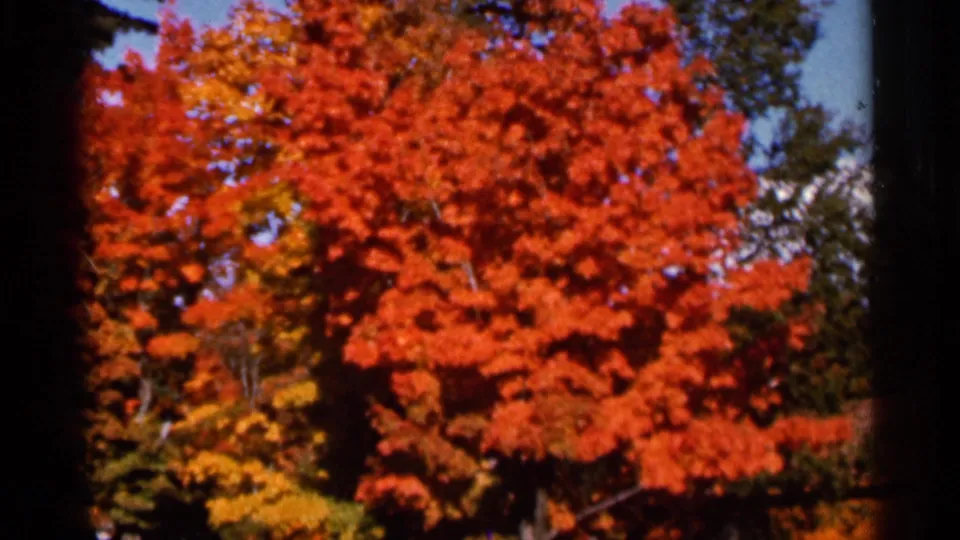 Close view of dense orange-red autumn foliage, with branches and small areas of blue sky visible in the 8mm frame.