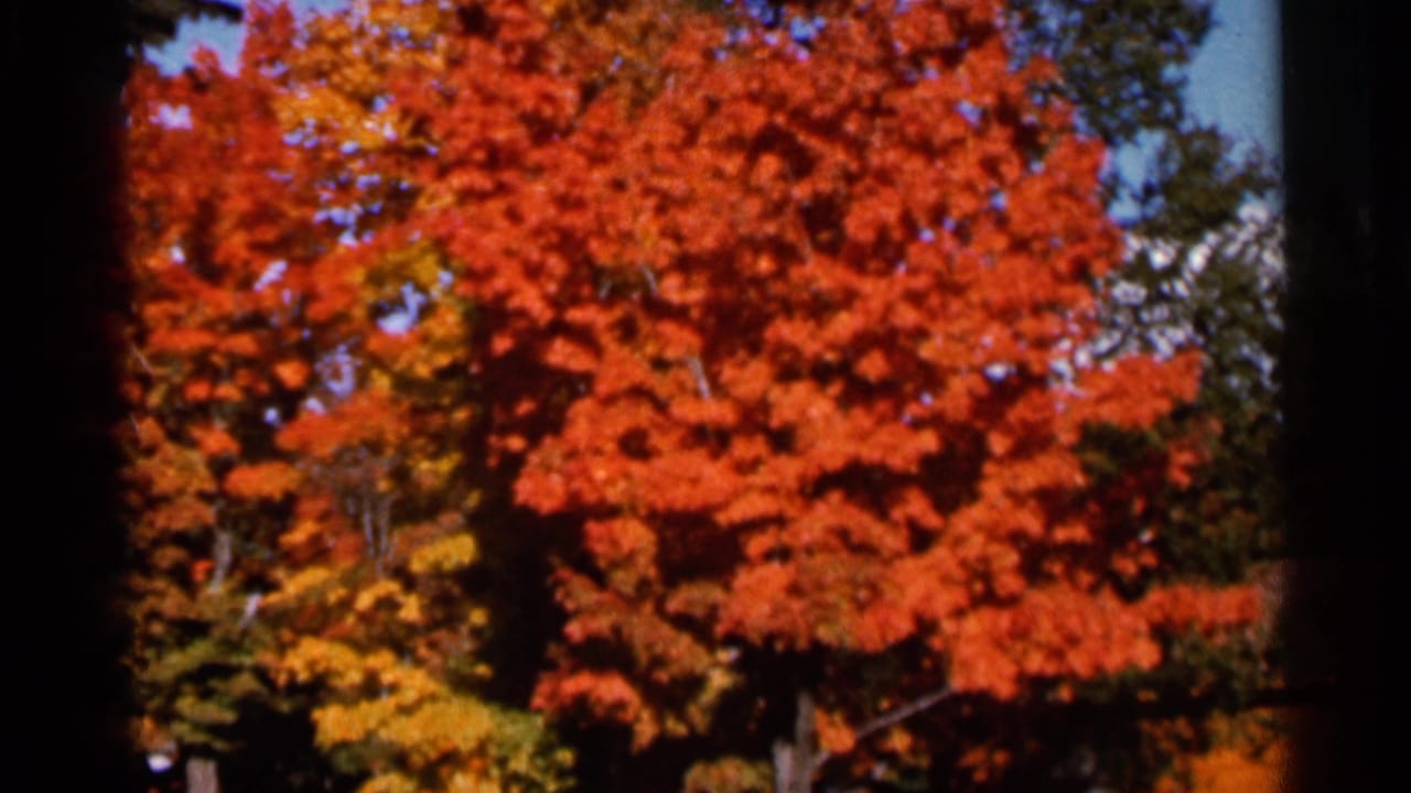 Red and orange autumn tree canopy with patches of blue sky.