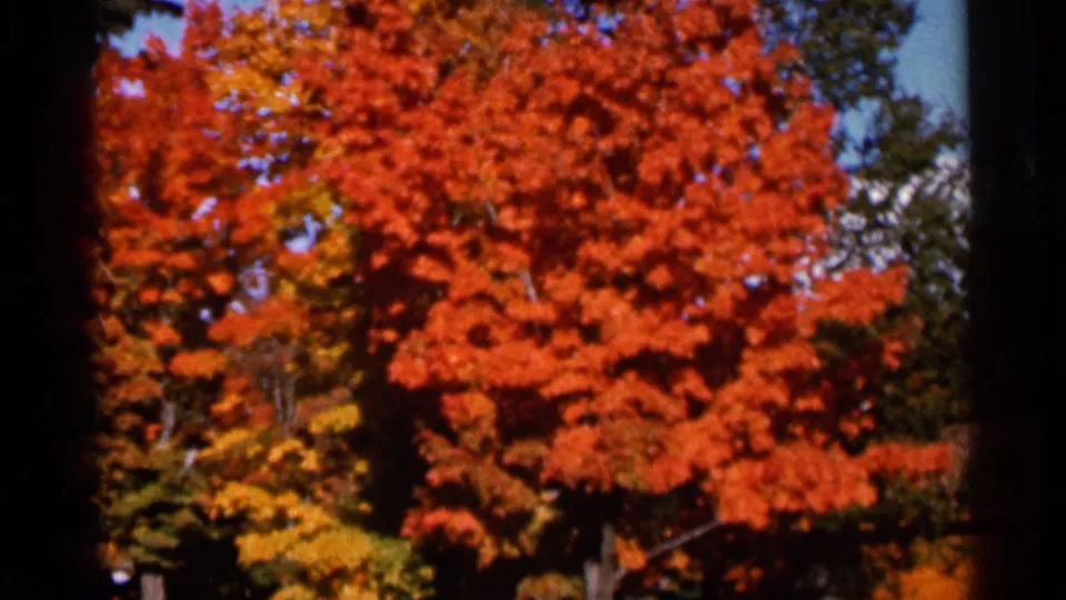 1966 Wauseon, Ohio 8mm frame showing dense red and orange fall foliage against small areas of blue sky.