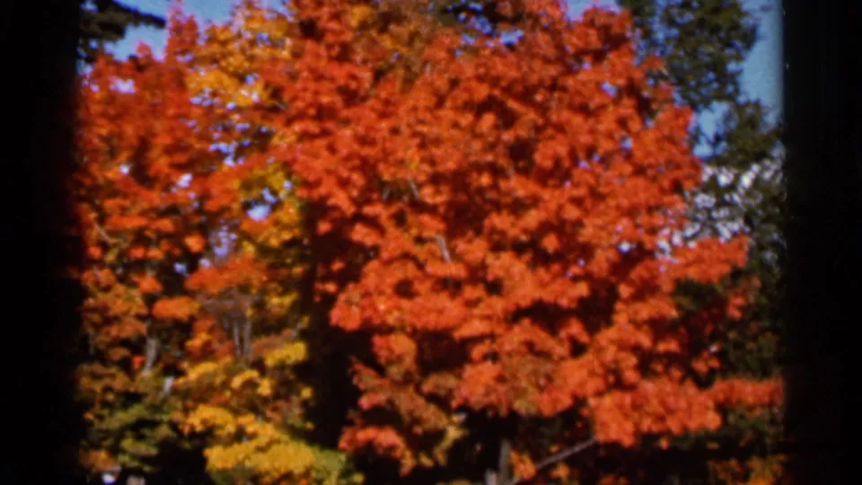 1966 Wauseon, Ohio home-movie frame of orange-red tree canopy, with blue sky visible between leaves.