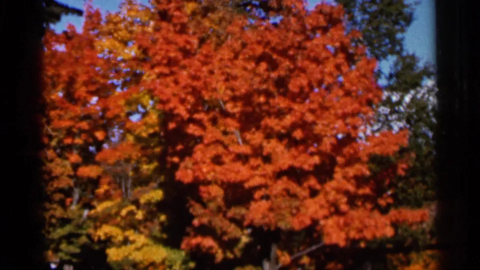 1966 Wauseon, Ohio 8mm frame showing layered autumn foliage in red, orange, and yellow tones.
