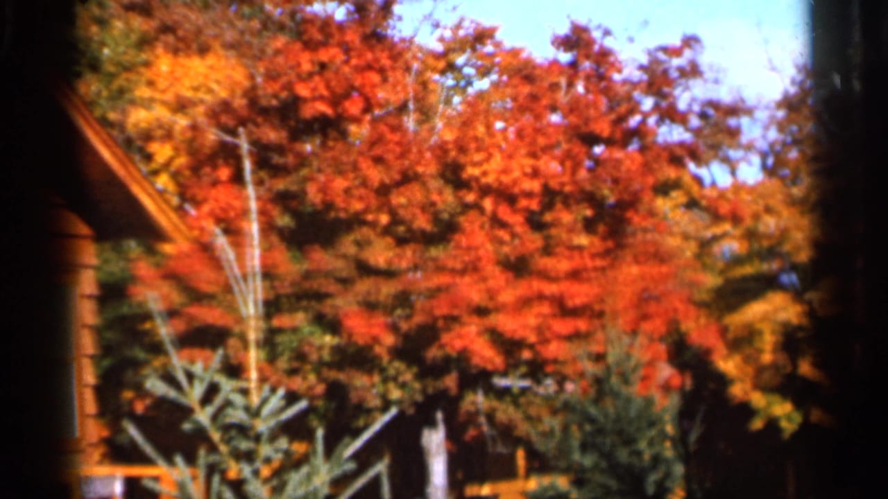 Autumn trees with red and orange leaves beside a wood-sided building edge.