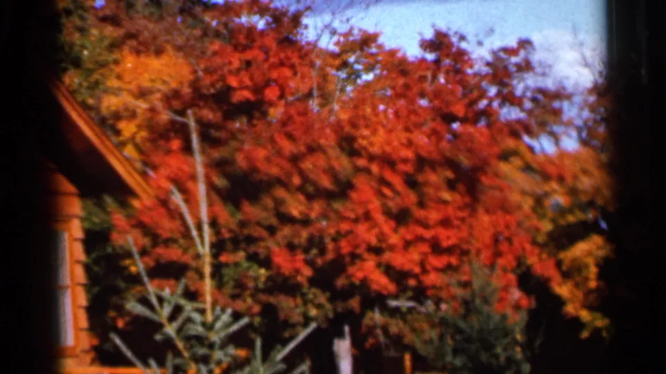 1966 Wauseon, Ohio home-movie view of vivid red fall trees, garden shrubs, and a partial wooden structure at left.