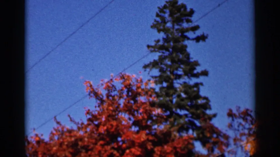 1966 Wauseon, Ohio 8mm frame showing red fall treetops, a tall evergreen, blue sky, and diagonal utility lines.