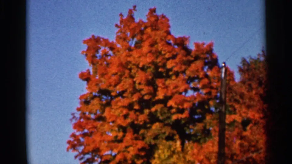 1966 Wauseon frame showing a large orange-red deciduous tree against blue sky, with a utility pole and surrounding autumn trees.