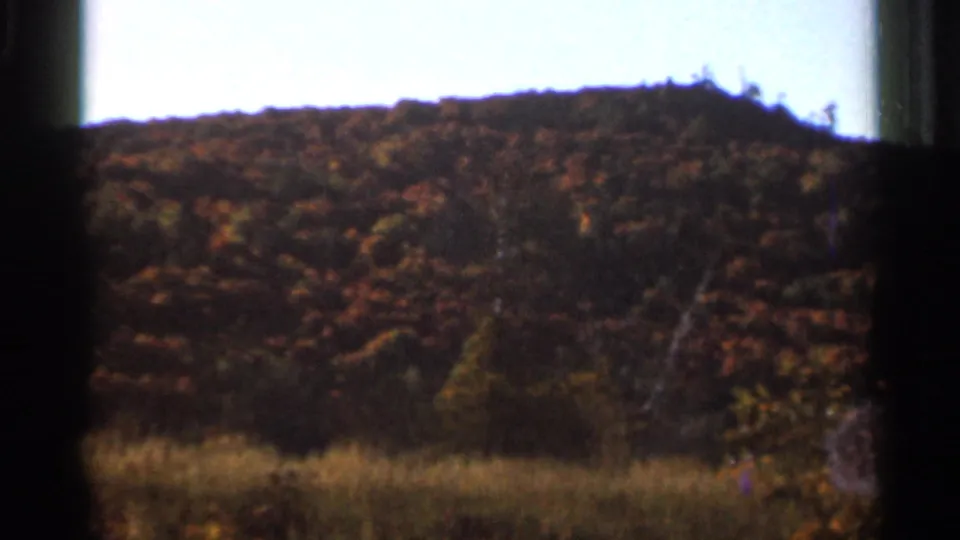 1966 Wauseon, Ohio home-movie view of a wooded autumn hillside with tall grass at the lower edge of the frame.