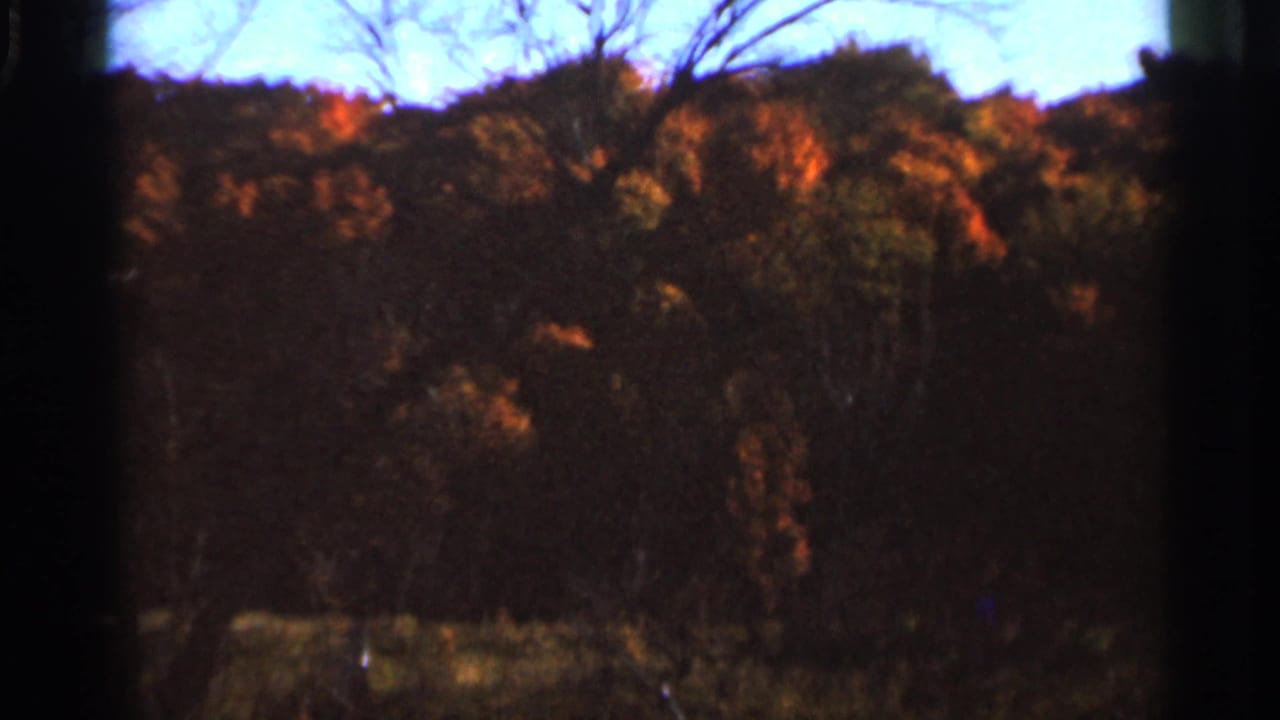 Autumn treeline with orange leaves, bare branches, and pale blue sky.