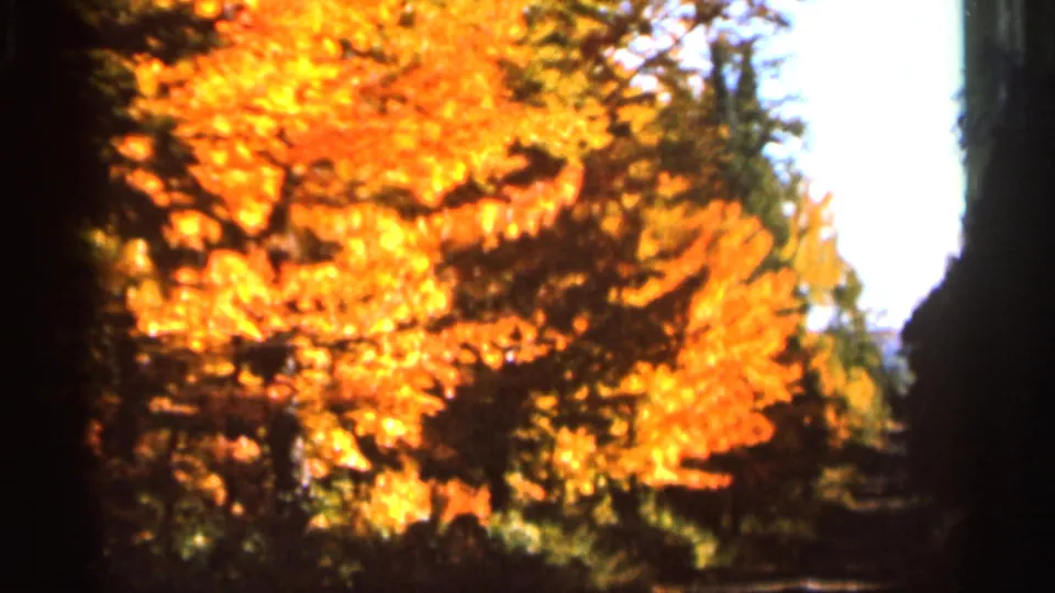 1966 Wauseon, Ohio 8mm frame with a bright yellow-orange autumn tree against darker surrounding foliage and sky.