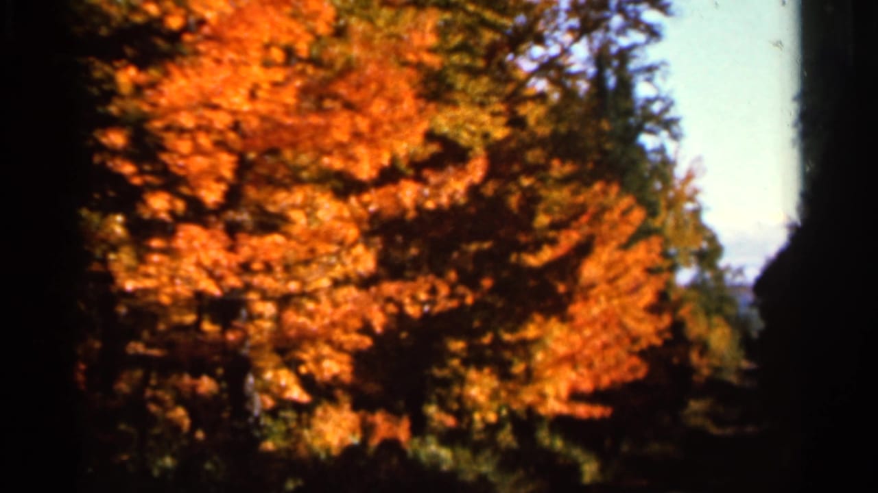 Orange autumn leaves framed by dark tree trunks and evergreen branches.