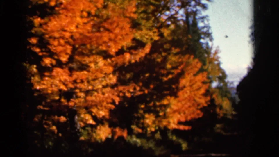 1966 Wauseon, Ohio home-movie view of bright fall leaves with conifers and dark trunk edges.