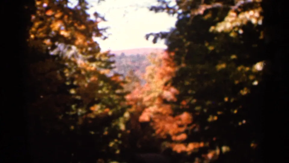 1966 Wauseon, Ohio frame of shadowed trees surrounding orange leaves and a distant autumn slope.