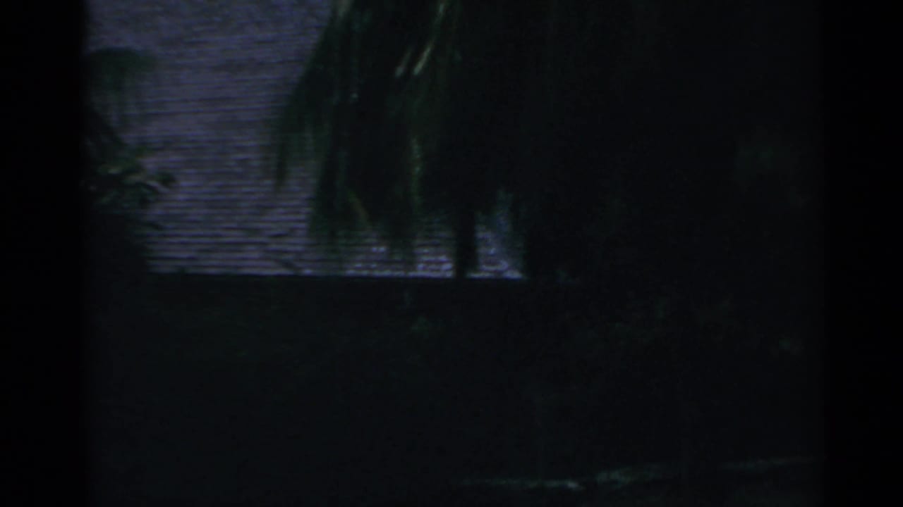 Dark, underexposed view of palm fronds and water or shoreline beyond.