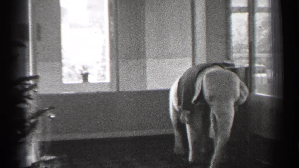 A large elephant statue or figure stands inside the windowed room, partly framed by a plant at the edge of the shot.
