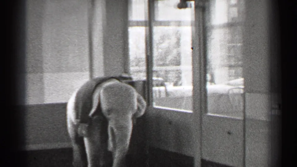 The elephant statue or figure remains centered near tall windows, with the room’s sparse interior and exterior light visible behind it.