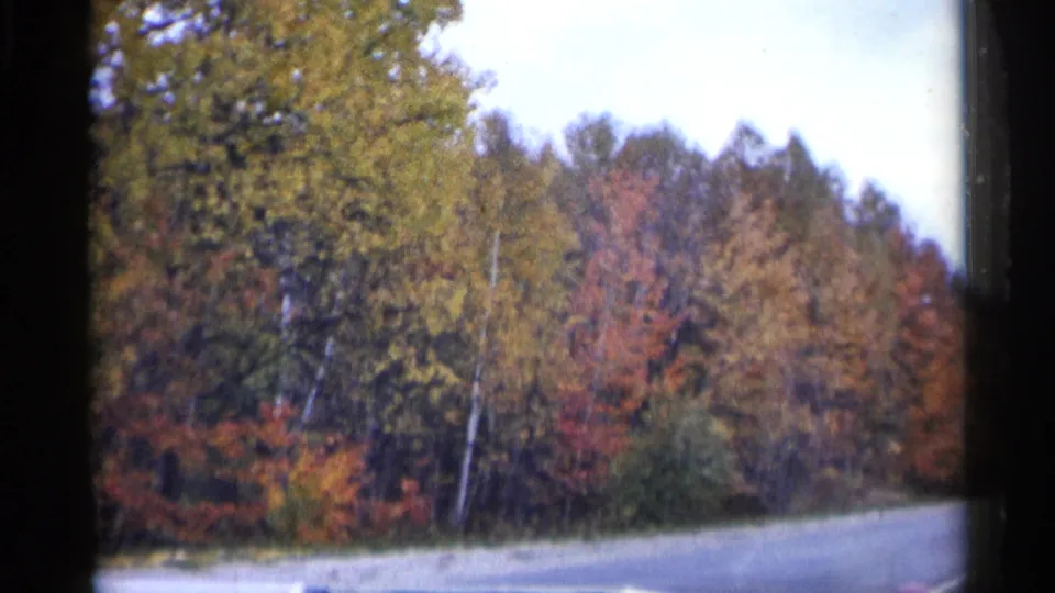 1960 Michigan 8mm view of roadside woods with birch-like trunks and layered fall foliage.