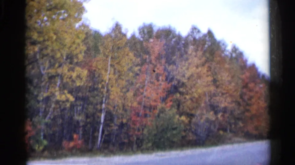 1960 Michigan home-movie frame of a roadside tree line with red and yellow fall foliage.