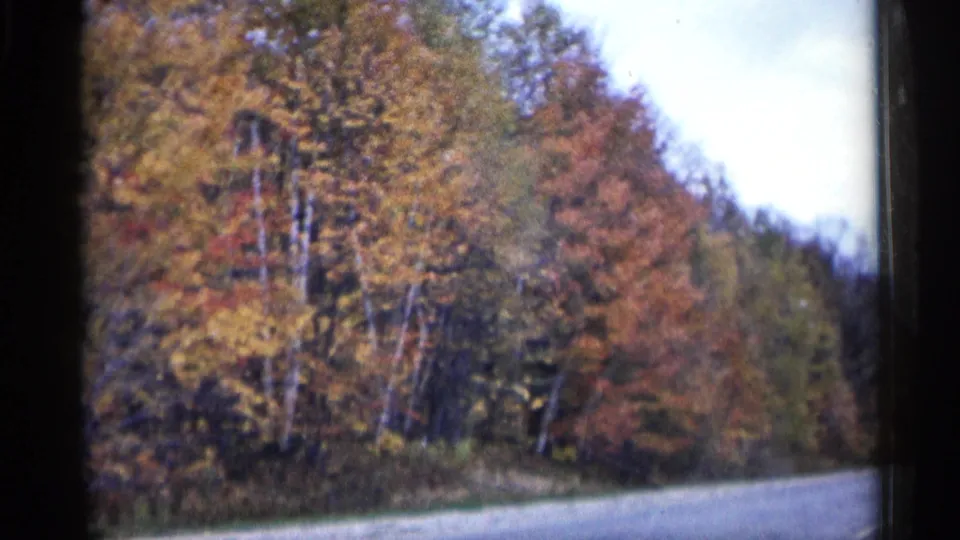1960 Michigan roadside view with birch-like trunks, red and yellow leaves, and a road curve at the edge of frame.