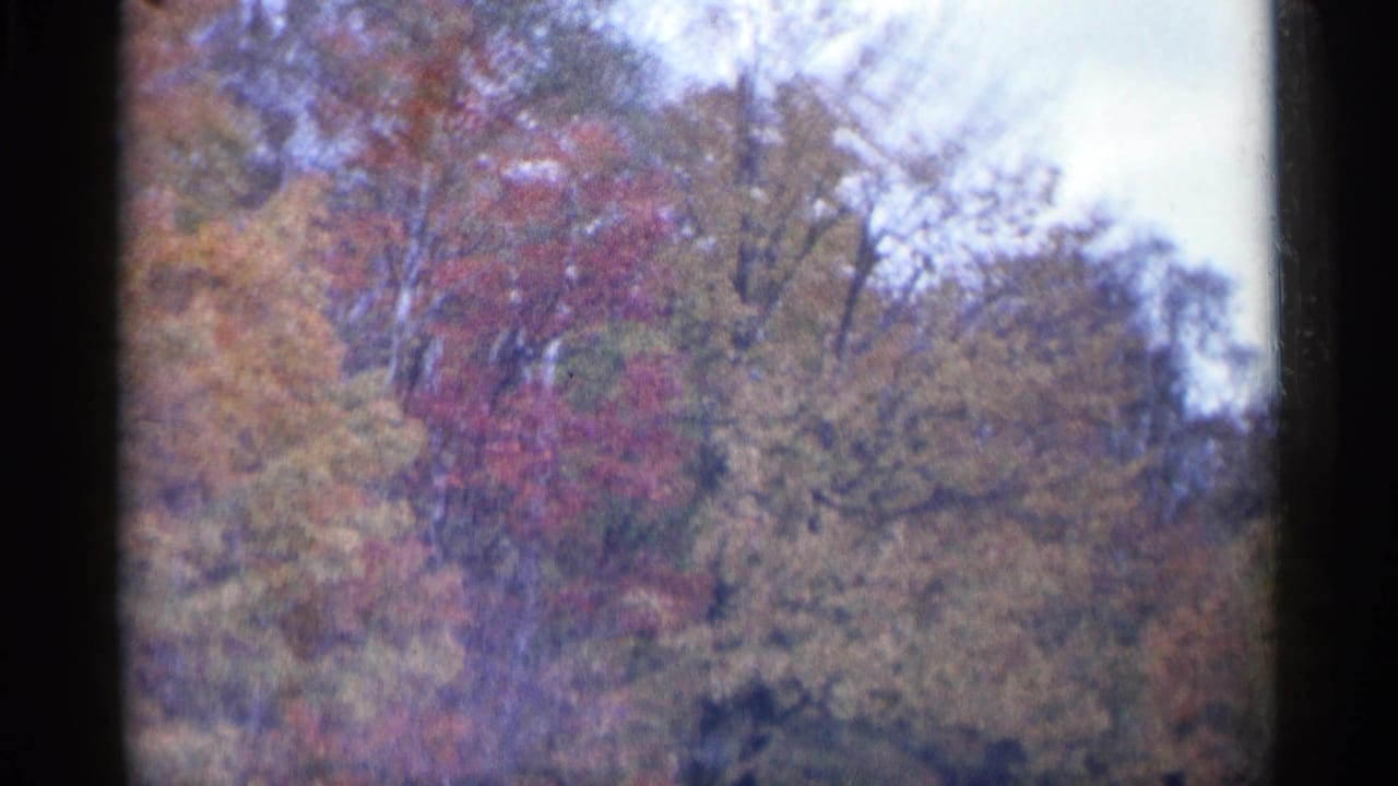 Autumn forest canopy fills the frame with soft sky above.