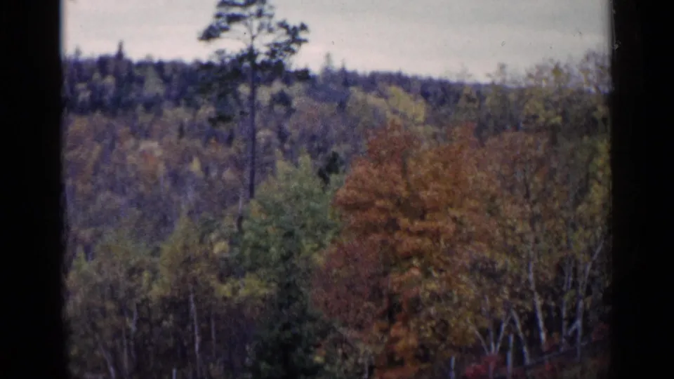1960 Michigan 8mm frame showing autumn foliage, mixed forest, and a tall foreground tree from a scenic overlook.