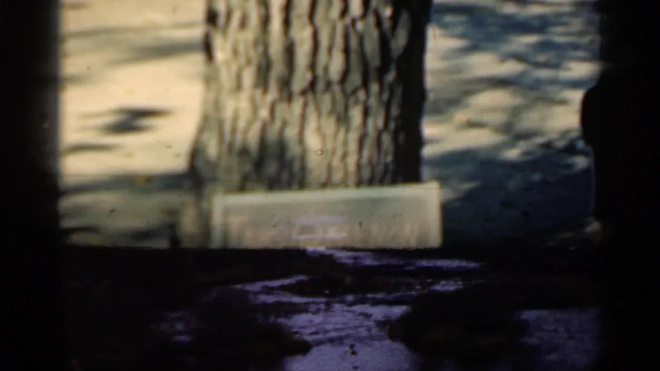 Soft 8mm Michigan frame with a tree trunk and partially blurred Tanguamenon Falls sign near a paved walkway.