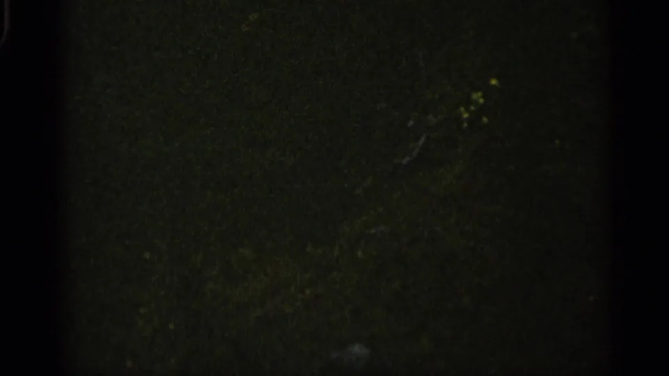 Darkened 8mm frame near the end of the clip, with faint woodland vegetation and heavy exposure falloff.