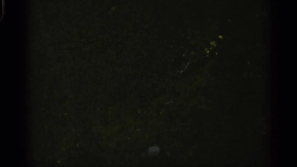 Final dark 8mm frame from the Michigan home movie, showing faint vegetation and pronounced film-edge shadowing.