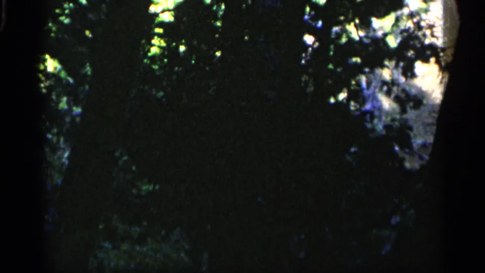 1960 Michigan frame showing shadowed trees and foliage with only a narrow upper band of water and shoreline still visible.