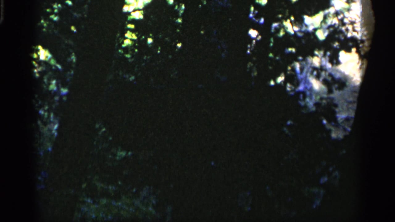 Dark wooded area with tree trunks and patches of sunlight through dense foliage.