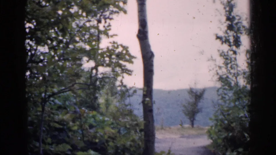 1960 Michigan 8mm frame showing tall forest trunks, green foliage, a dirt path, and a distant hillside under soft light.