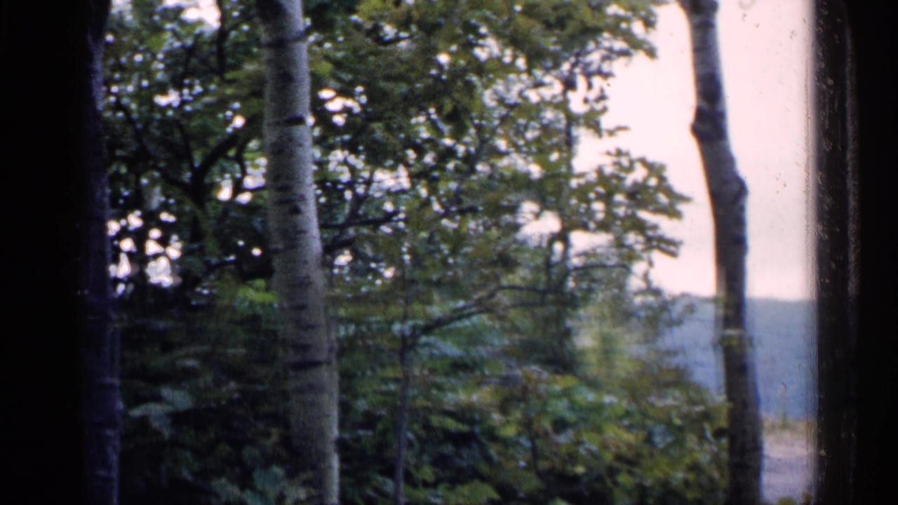 Dense trees and leafy branches with a hillside in the distance.
