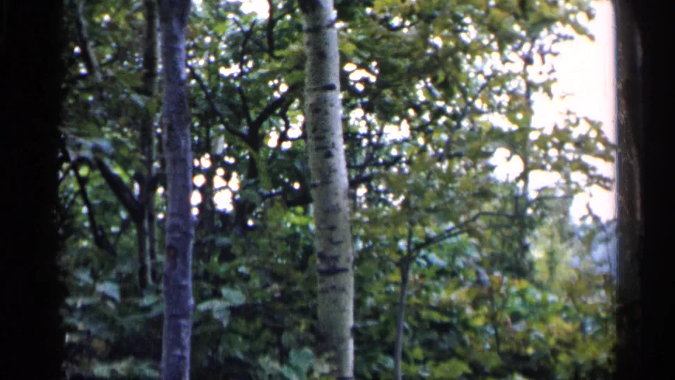 1960 Michigan 8mm frame with white-barked trunks, dark tree limbs, and layered green leaves in dappled woodland light.